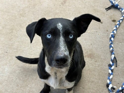 TANGO - Queensland Heeler available for adoption