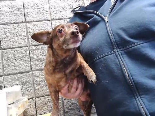 BRAD LEE - Dachshund available for adoption