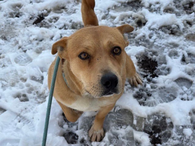 SHIPPER SHE - Carolina Dog available for adoption