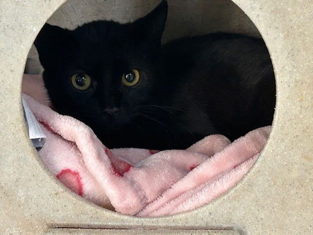 BELL - Domestic Short Hair available for adoption