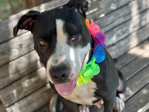 BILLIE - Pit Bull Terrier available for adoption