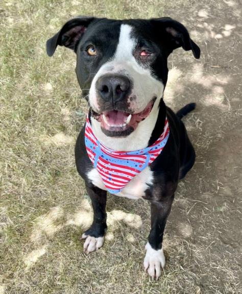 BILLIE - Pit Bull Terrier available for adoption