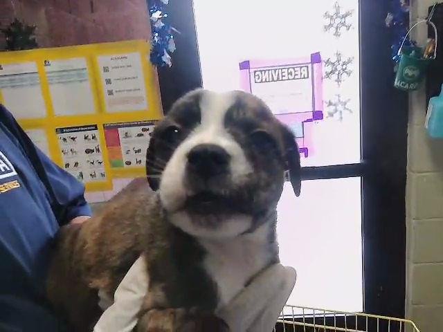 A179911 - Parson Russell Terrier available for adoption