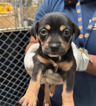 RAVIOLI - Doberman Pinscher available for adoption