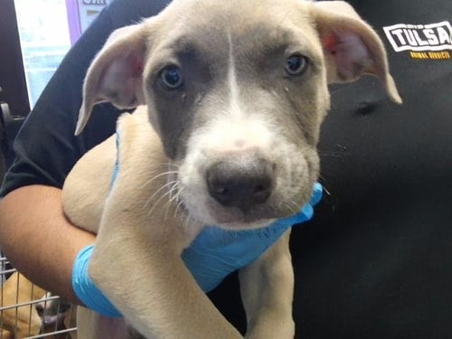 APOLLO - Pit Bull Terrier available for adoption