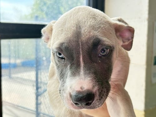 APOLLO - Pit Bull Terrier available for adoption