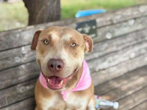 LIL ROY - Pit Bull Terrier available for adoption