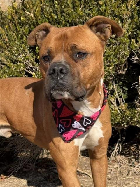 BIG RED - Boxer available for adoption