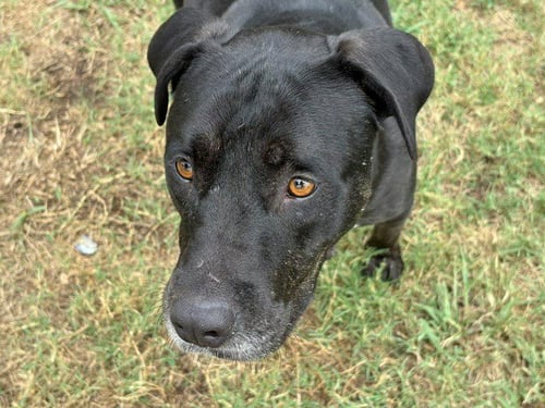 LILY - Pit Bull Terrier available for adoption