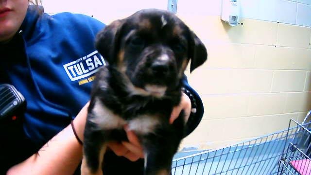 CHEDDAR - German Shepherd Dog available for adoption