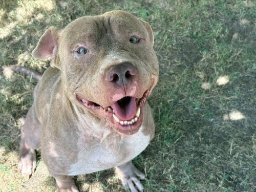 PIERRE - Pit Bull Terrier available for adoption