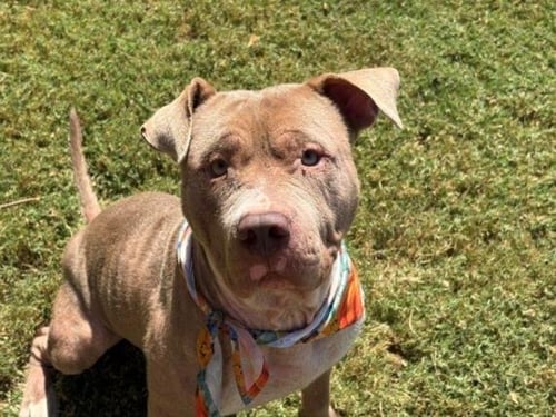 PIERRE - Pit Bull Terrier for adoption in Broken Arrow