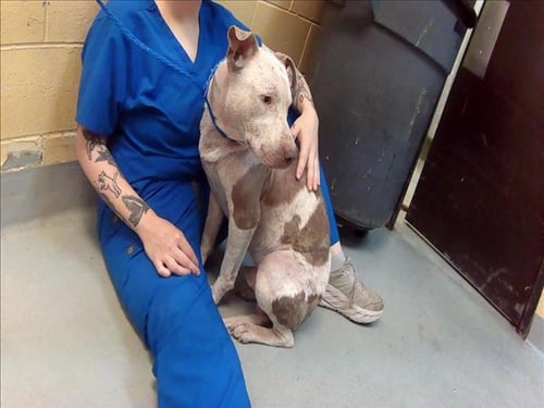 ANGEL NOELLE - Pit Bull Terrier available for adoption