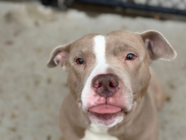 CHERRIE - Pit Bull Terrier available for adoption