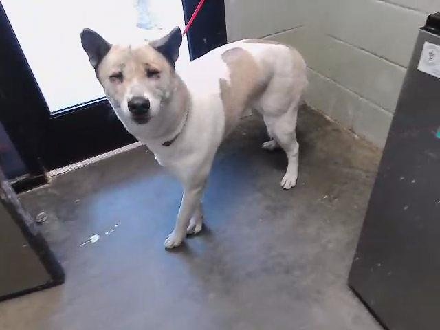 PRINCESS - Akita / Husky available for adoption
