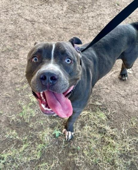 HUGO - Pit Bull Terrier available for adoption