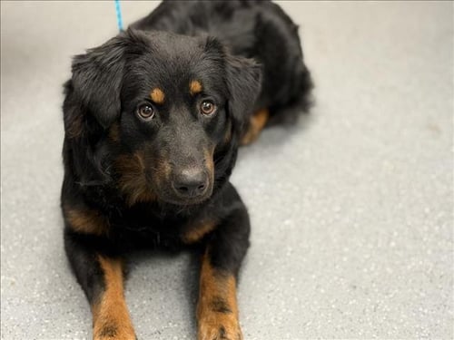 LOLLY POP - Border Collie available for adoption