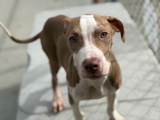 TARIUS - Pit Bull Terrier available for adoption