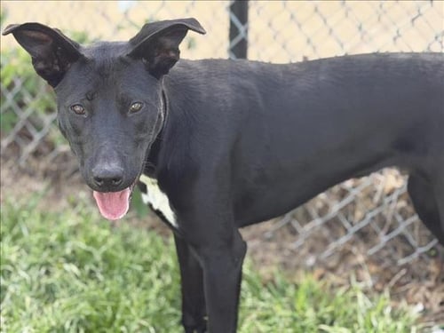 STIX - Labrador Retriever / Pit Bull Terrier available for adoption