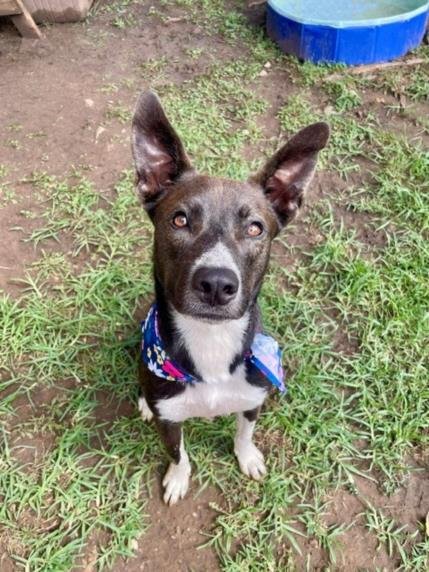BASIM - Pit Bull Terrier available for adoption