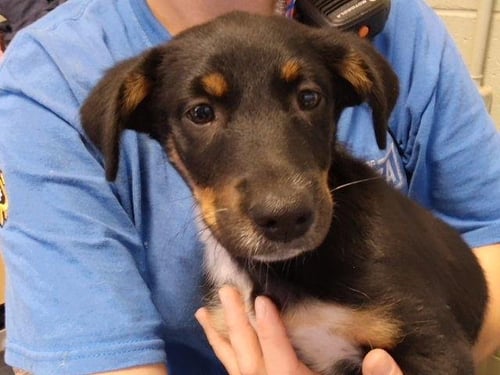 HADLEY - Australian Kelpie available for adoption