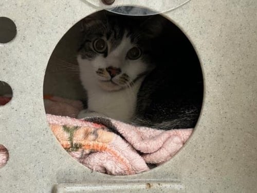 MOCHI - Domestic Short Hair available for adoption
