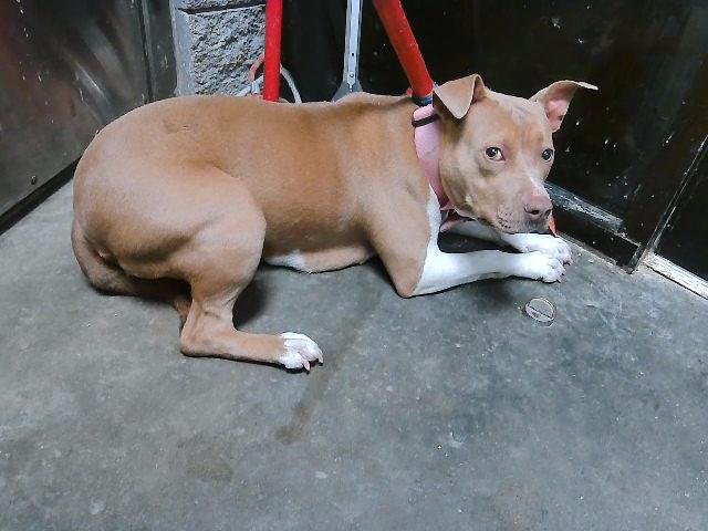 CHICA - Pit Bull Terrier available for adoption