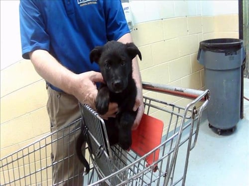 CAR - German Shepherd Dog available for adoption