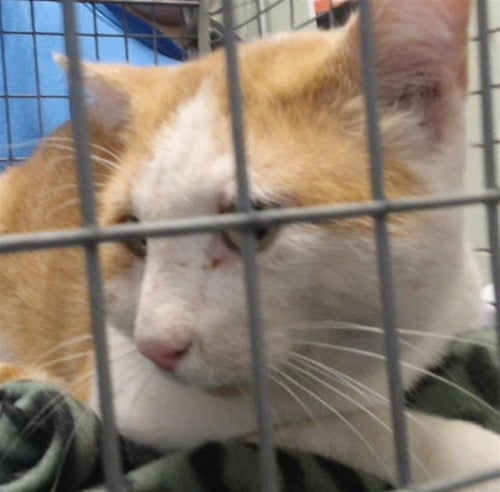 NIX - Domestic Medium Hair for adoption in Tulsa