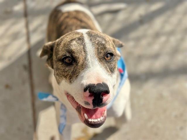 GUMMI BEAR - Pit Bull Terrier available for adoption