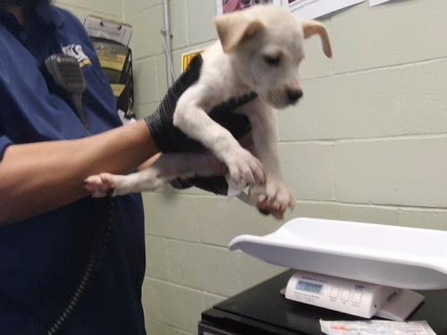 7 - Pit Bull Terrier available for adoption