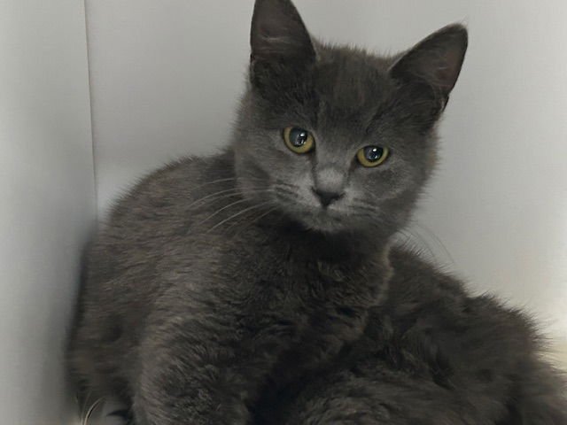 VIOLA - Domestic Short Hair available for adoption