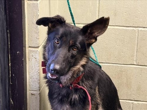 BAILEE - German Shepherd Dog available for adoption
