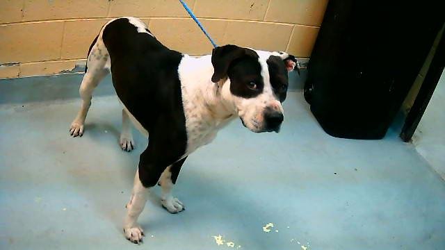 SPOT - Pit Bull Terrier available for adoption