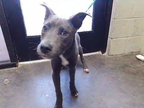 MINKUM - Pit Bull Terrier available for adoption