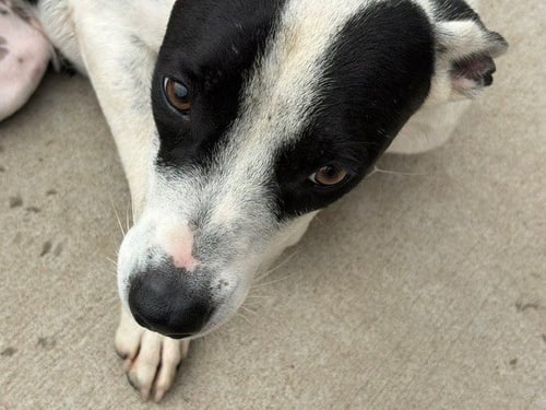 SUNNY - Pit Bull Terrier available for adoption