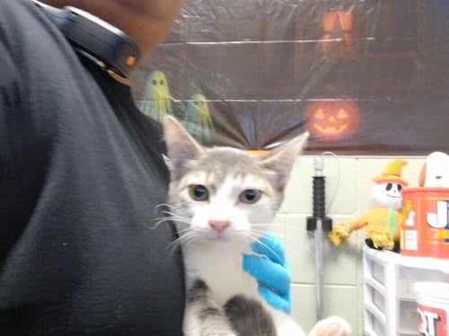 BRANDY - Domestic Short Hair available for adoption