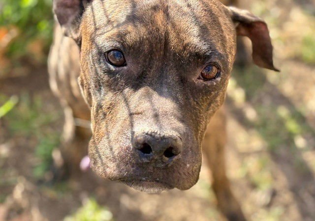 JOKER - Pit Bull Terrier available for adoption