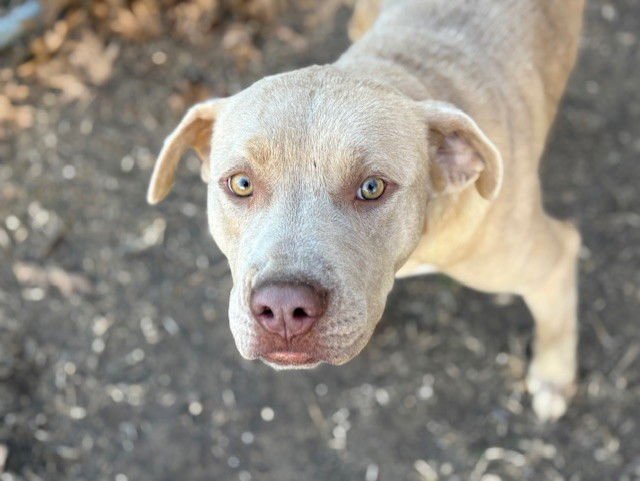 YOLANDA - Labrador Retriever available for adoption
