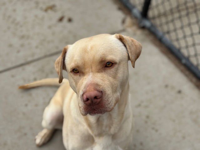 TOPPER - Labrador Retriever available for adoption