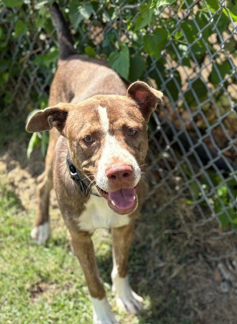 GENERAL - Labrador Retriever available for adoption