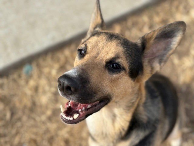 WILLOW - German Shepherd Dog available for adoption