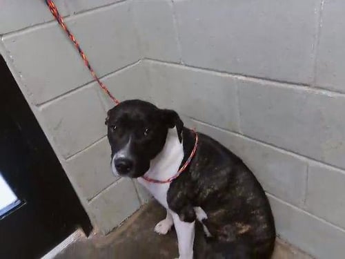 CHANELL - Staffordshire Bull Terrier available for adoption