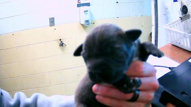 CAROL - Pit Bull Terrier available for adoption