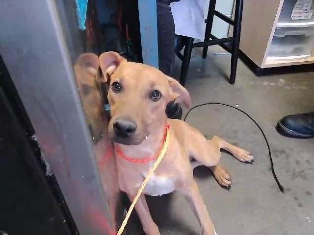 REBECCA - Redbone Coonhound available for adoption