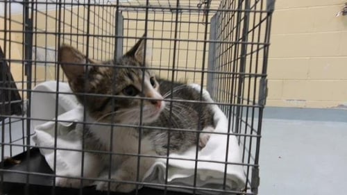 CAPTIAN - Domestic Short Hair available for adoption