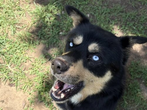 ROGUIE - German Shepherd Dog / Siberian Husky for adoption in Tulsa