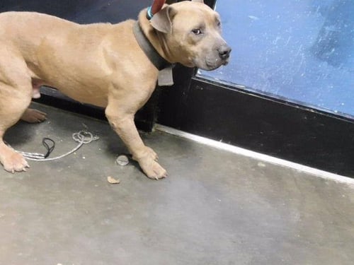 A185923 - Pit Bull Terrier available for adoption