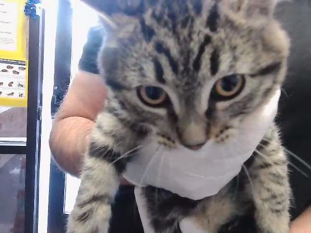 SAUSAGE - Domestic Short Hair available for adoption