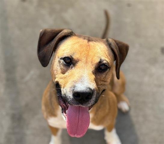 TONY - Pit Bull Terrier available for adoption